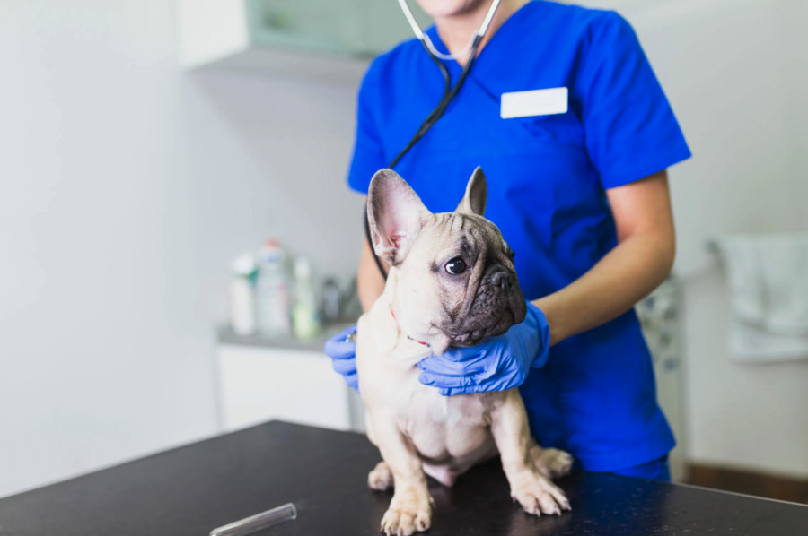 Understanding Diabetes Mellitus in Dogs: A Comprehensive Guide