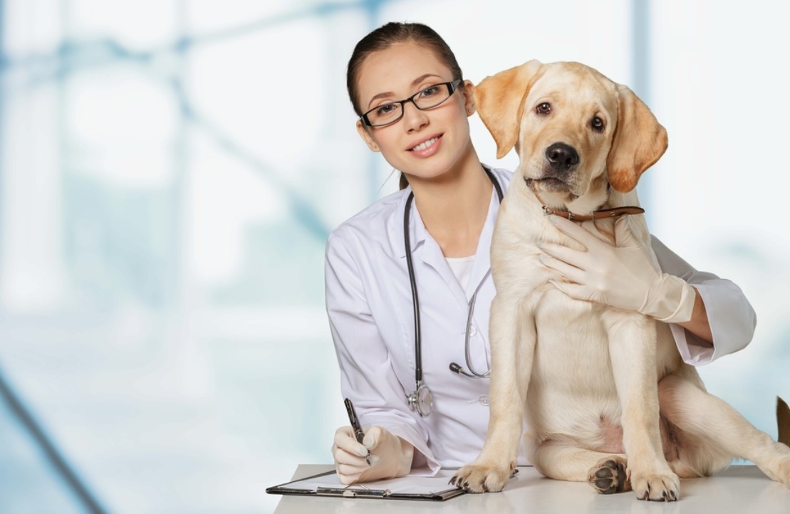 Achieving the Best Care for Your Pet: Understanding Pet Microchips